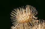 Lesser burdock